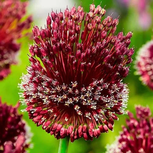 Allium Red Mohican